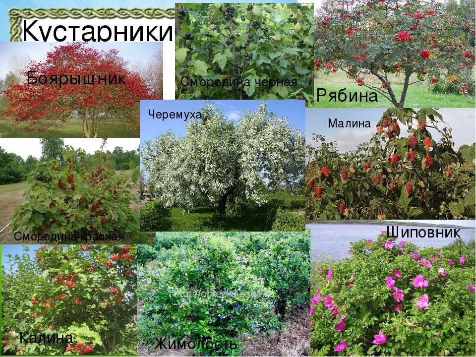 Лиственные кустарники названия с картинками