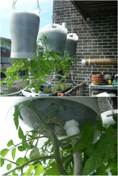 DIY Self Watering Inverted Planters