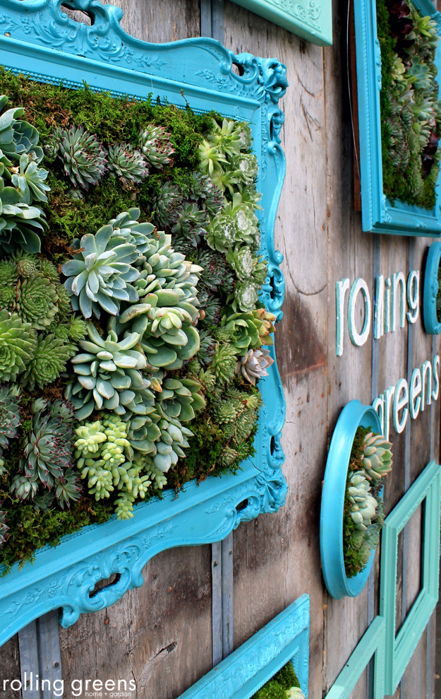 Framed succulents for wall decor