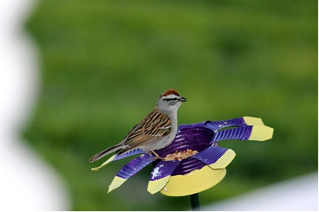 Tin Can Flower Bird Feeders