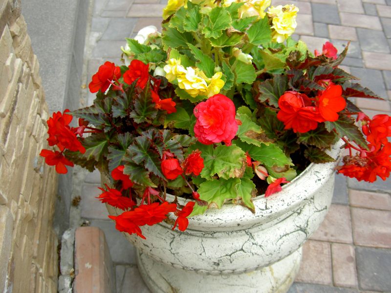 Бегония клубневая