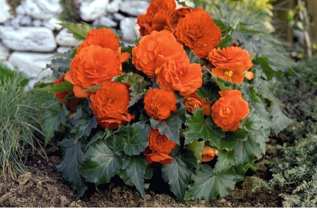 Цветущая клубневая бегония