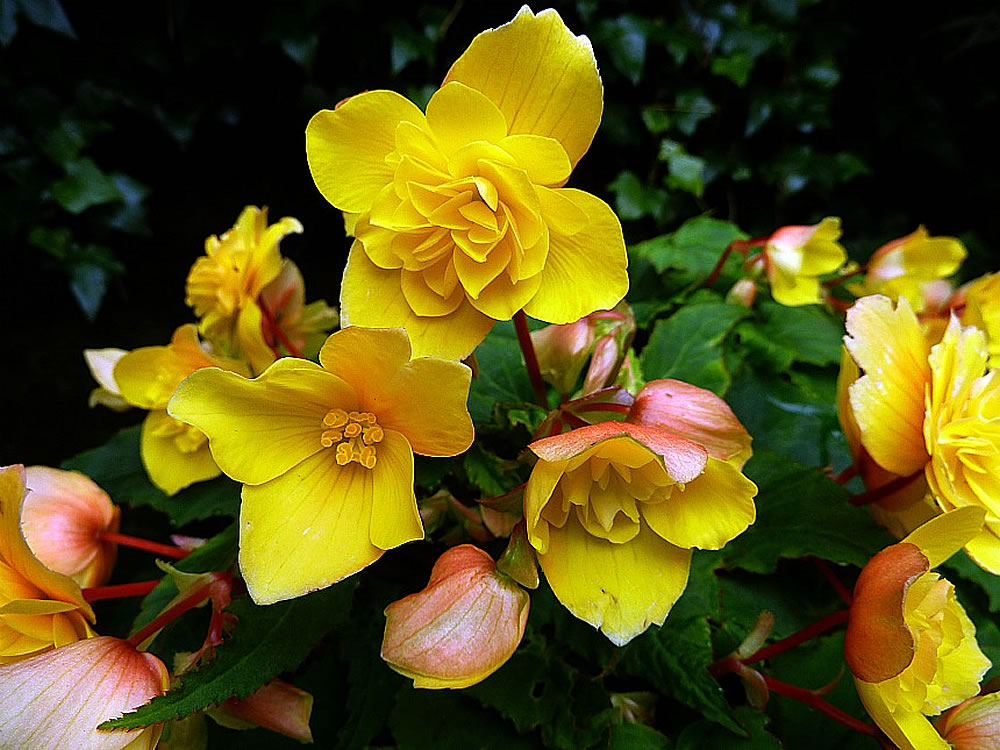 Здоровый цветок клубневой бегонии