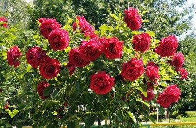 Куст парковой розы Куст парковой розы