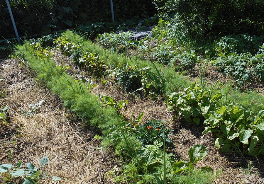 Выращивание свкелы и моркови на грядке Розума