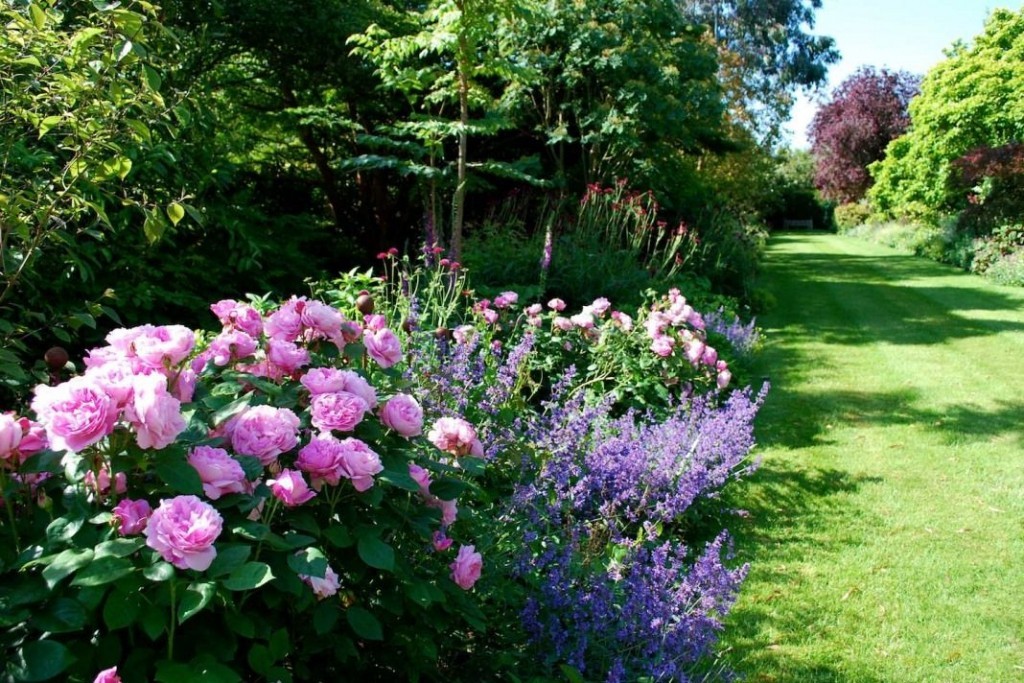 Розарий на садовом участке в английском стиле