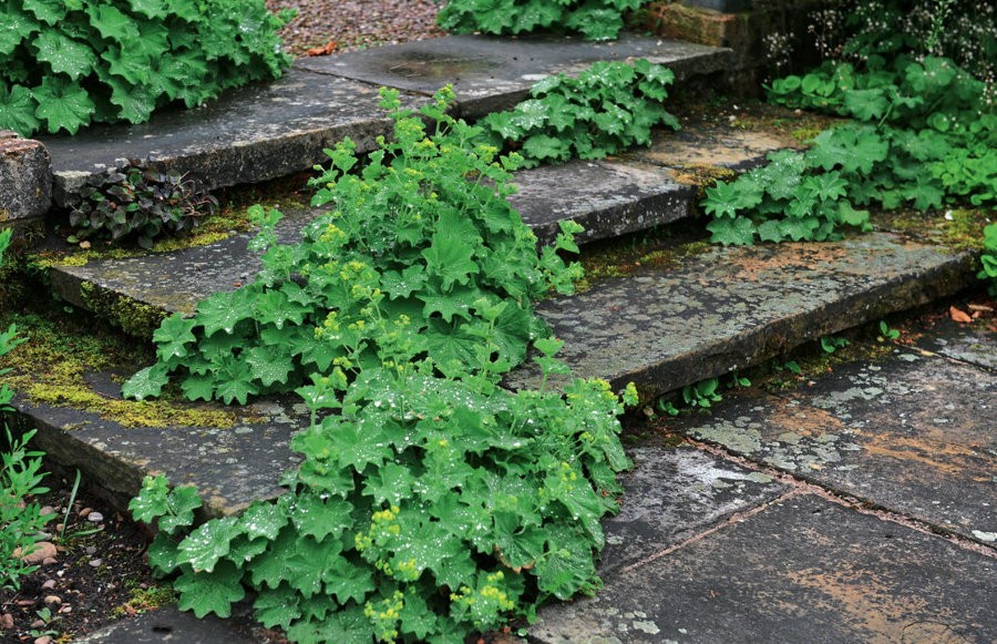Ветвистый плющ на каменных ступеньках садовой лестницы