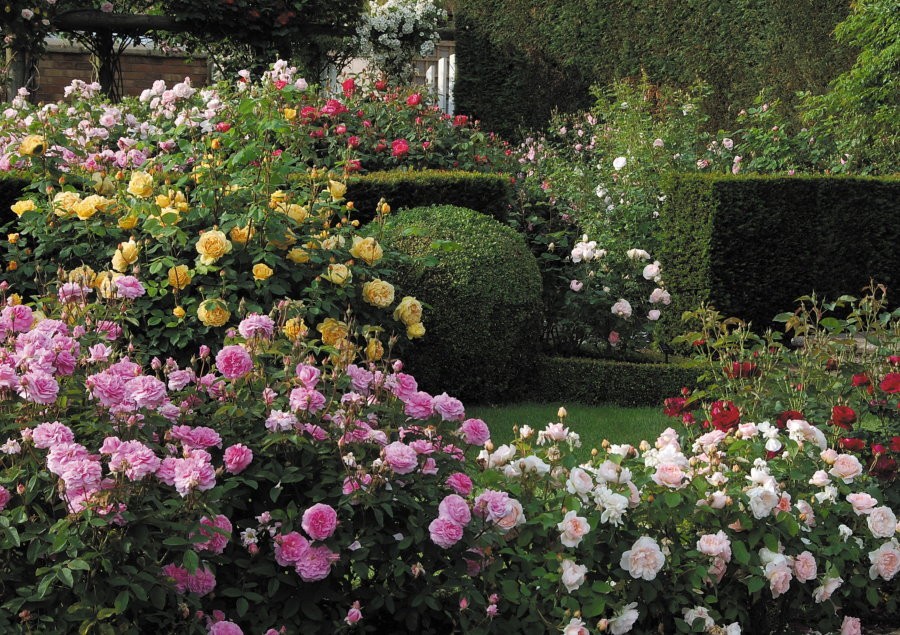 Кусты роз в саду с живой изгородью