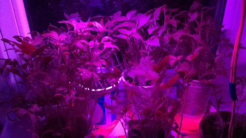 Диодное освещение для комнатных цветов Диодное освещение для комнатных цветов