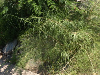 Bamboo Muhly (Muhlenbergia dumosa) is an excellent non-invasive substitute for bamboo.
