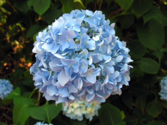 Blue flower color of bigleaf hydrangea (Hydrangea macrophylla) occurs in acidic soil.