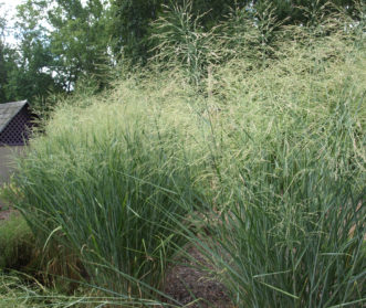 Cloud Nine Switchgrass (Panicum virgatum