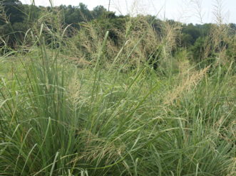 Giant sacaton (Sporobolus wrightii) is a native grass that is an excellent substitute for Maidengrass (Miscanthus sp.)