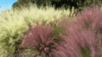 Hairgrass (Muhlenbergia capillaris) has beautiful white or pink blooms in October.