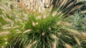 Hameln fountain grass (Pennisetum alopecuroides 
