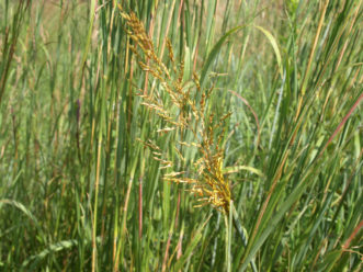 Indian grass (Sorghastrum nutans) is often seen along sunny roadsides.