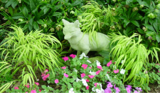 Japanese Forest Grass (Hakonechola macra