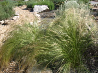 Mexican Feather Grass (Nessella tenuissima) grows in a soft, weeping mound.