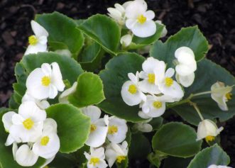 ‘Pizzazz White’ Wax BegoniaKaren Russ, ©2007 HGIC, Clemson Extension