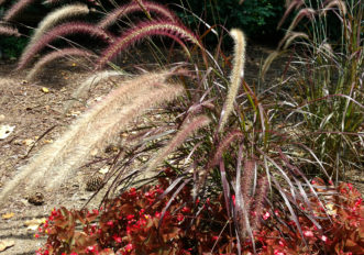 Purple fountain grass (Penisetum setaceum 