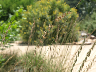 Side Oats Gramma (Bouteloua curtipendula) is a native grass that is drought tolerant.