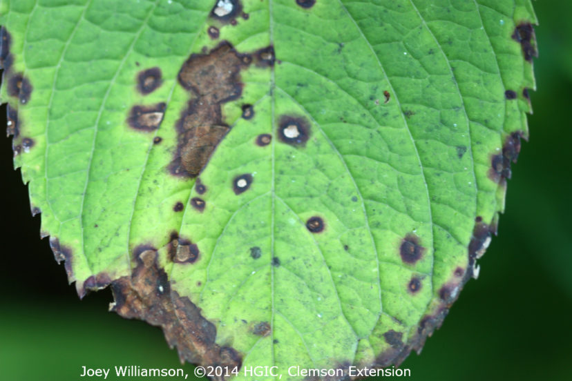 The larger necrotic (brown) areas are anthracnose caused by Colletotrichum gloeosporioides on bigleaf hydrangea.