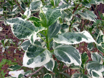 Variegated foliage variety of bigleaf hydrangea (Hydrangea macrophylla).