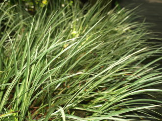 Variegated Japanese sweet flag (Acorus gramineus ‘Variegata