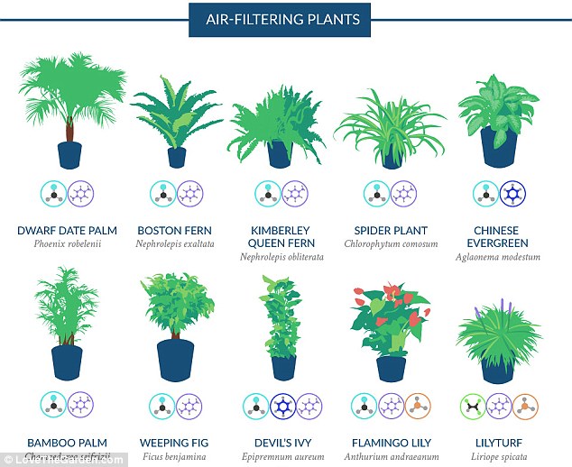 Printers in the office and cleaning products at home give off potentially harmful chemicals that can cause dizziness, confusion and sore throats, for example, but these symptoms can be alleviated by different potted plants (illustrated above) that neutralise specific chemicals