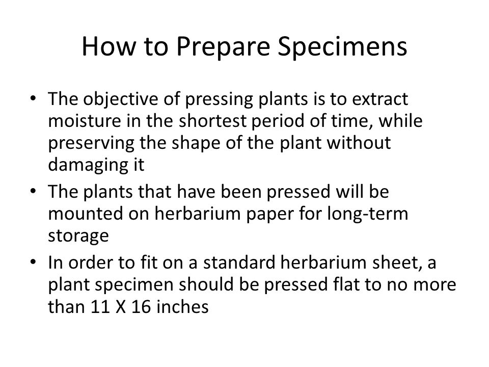 How to Prepare Specimens The objective of pressing plants is to extract moisture in the shortest period of time, while preserving the shape of the plant without damaging it The plants that have been pressed will be mounted on herbarium paper for long-term storage In order to fit on a standard herbarium sheet, a plant specimen should be pressed flat to no more than 11 X 16 inches