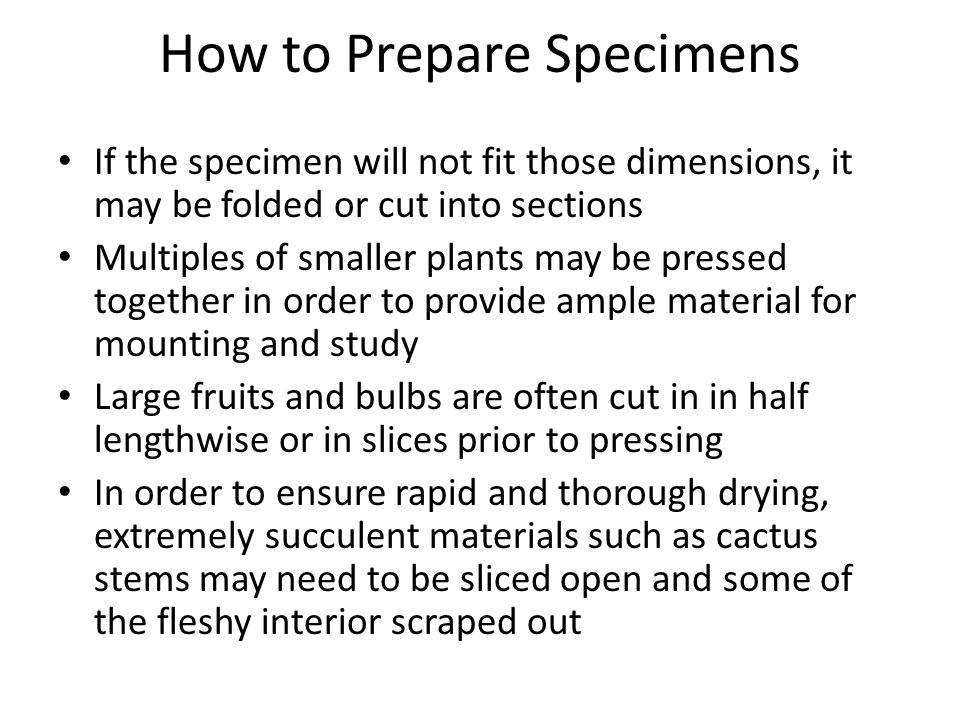 How to Prepare Specimens If the specimen will not fit those dimensions, it may be folded or cut into sections Multiples of smaller plants may be pressed together in order to provide ample material for mounting and study Large fruits and bulbs are often cut in in half lengthwise or in slices prior to pressing In order to ensure rapid and thorough drying, extremely succulent materials such as cactus stems may need to be sliced open and some of the fleshy interior scraped out
