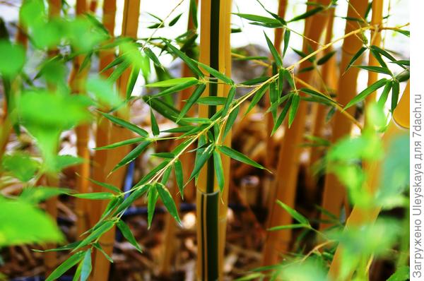 Экзотические соломины бамбука Кастиллон