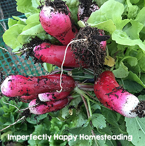 What to Plant in August for Your Fall Garden