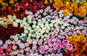 Роза: описание 16 сортов, особенности и уход – такая разная королева цветов (150 Фото & Видео) +Отзывы