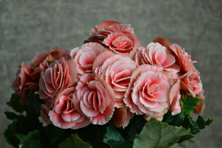 Бегония Элатиор - Виды бегонии