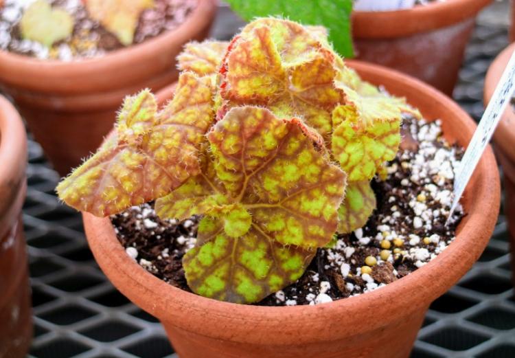 Температура - Уход за бегонией