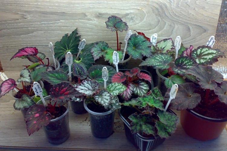 Обрезка - Уход за бегонией