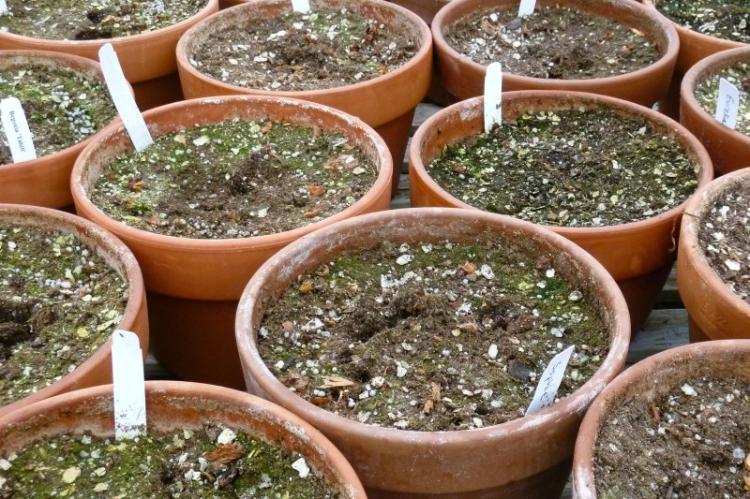 Посадка и размножение - Бегония