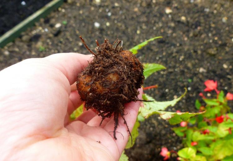 Посадка и размножение - Бегония