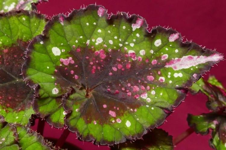 Борьба с вредителями и болезнями - Бегония