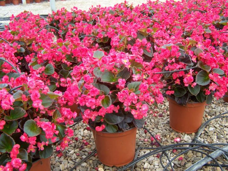 Бегония - фото