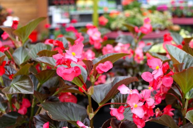 Бегония - фото