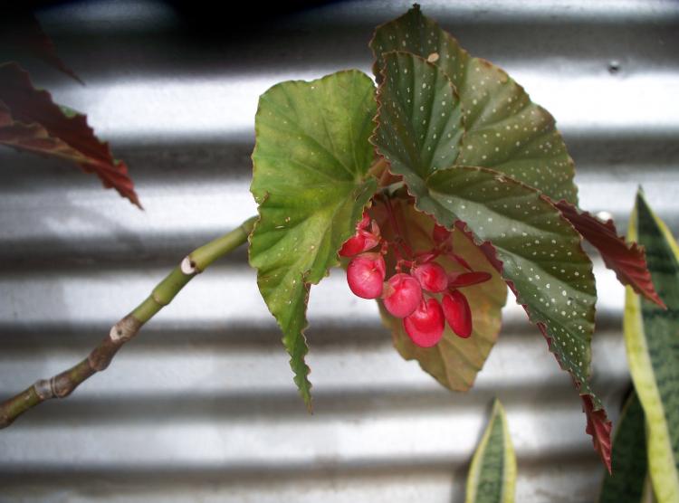 Бегония - фото