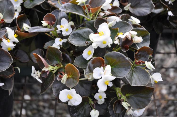 Бегония - фото