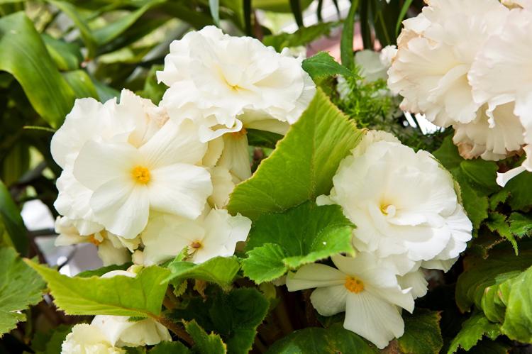 Бегония - фото