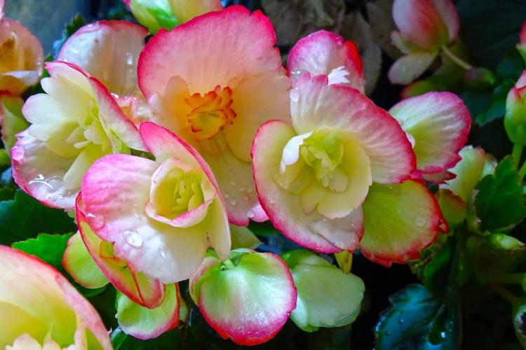 Бегония - фото