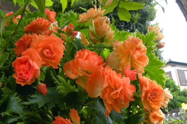 Бегония - фото