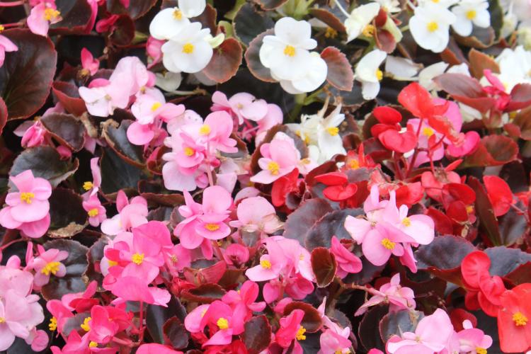 Бегония - фото