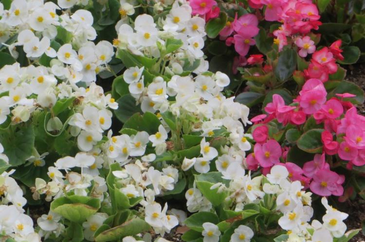 Бегония - фото