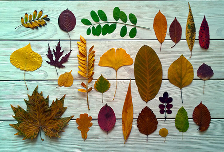 Интересные и красивые поделки из осенних листьев в садик и школу